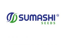 sumashi